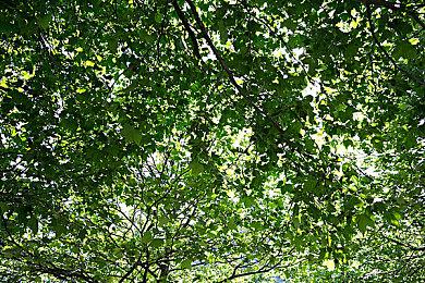 《宝可梦》衍生解谜游戏公布 多达1200+解谜小游戏